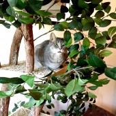 cody pet tree house second level